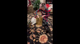 Adorable sausage dog gets a raincoat in its Christmas Present *Wholesome*