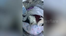 Frog swimming in washing machine baffles housewife