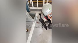 Mother stray cat shows off babies to building workers