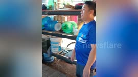 Villagers keep friendly palm civets as pets at their home in Thailand