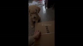 Pet owner trains her Golden Retriever to chew through package straps