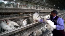 Leading Chinese feed manufacturer beneficial to Bangladesh poultry farmers