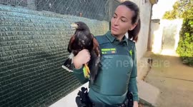 Unlicensed Harris's Hawk Found at Home of Nazi Organization Member in Hormilleja, Spain
