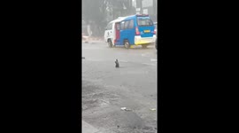 Rat Rejoices In The Pouring Rain