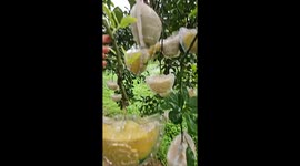 Vietnamese farmers create unique-shaped grapefruit ahead of Lunar New Year