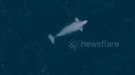 Rare beluga whale spotted swimming off Shetland coast
