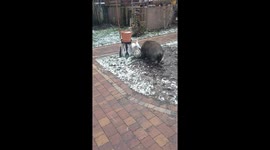 Ball hog! Dog and pig enjoy game of football in Poland