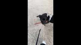 Puppy drops stick to howl along to passing fire truck