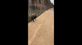 Quick thinking saves the day: dog owner removes thorns, restores pup's playful stride