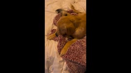 Playful pup perches on purring pal: a quirky pet moment in Vermont