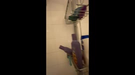 Siberian Cat Perches On Shower Rod