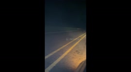 Confused Fawn Runs Toward Headlight