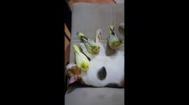 A Multi-Species Nap Session