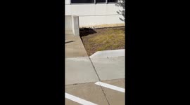 Bobcat kitten's urban adventure: A surprising reunion with mama