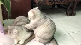 Cute British shorthair cat gives friends a satisfying massage