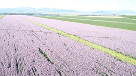 Colorful Field in Xinjiang, China