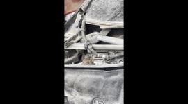 A baby sparrow hatched in a motor garage exploring the surroundings before it learns to fy.
