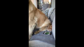 Chill companions: Beau the dog takes a catnap on Jack the cat in Rideau Lakes, Ontario