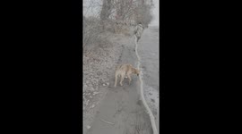 Dog Helps Manage Branches