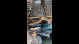 Turtle Acrobatics