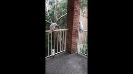 Feather Fiesta As Cockatoos Take Over Balcony