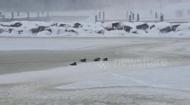 Canada Geese Weathering a Blizzard