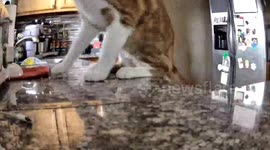 Bag-Headed Cat Crashes Off Counter