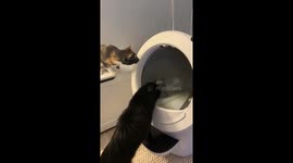 Cats Shook By Self-Cleaning Litter Box