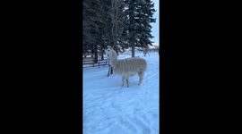 Mini Pony Rodeo