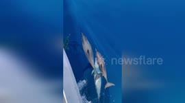 Dolphins Delight Coast Guard in Playful Encounter in United States Waters