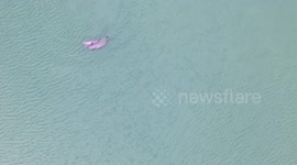 Finless Porpoises in The Yangtze River in Yichang, China