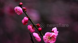 Plum Blossoms in Full Bloom in Yichang, China