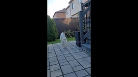 Doggy Dances For a Tomato