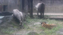 Staff delighted as 2 Bengal tigers born at zoo in Indonesia