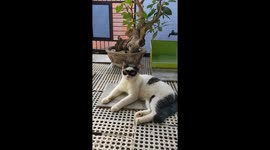 The Masked Meow-Sketeer