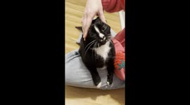 Tuxedo Cat Loves a Good Face Scrubbing
