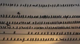 Thousands of Asian glossy starlings on Bintan Island, Riau Islands province, Indonesia Sunday 21 January 2024.