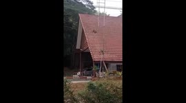 Playful macaque slides down roof like a playground