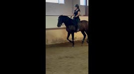 Dressage horse...una auténtica aventura disfrutar de este caballo. I love You Coronel.