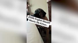 Funny moment 200lb dog meets his new sibling - a tiny kitten - for the first time
