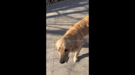 Heartwarming Reunion: Chinese Woman Drives Lost Puppy to Find Its Owner in China