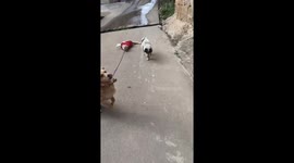 In southwest China, a video captured a heartwarming scene where a pet owner took two dogs and a cat for a walk.
