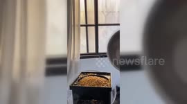 Gazans Grind Maize To Replace Wheat