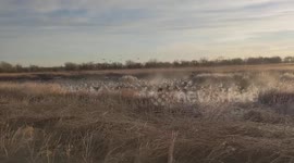 Flight of Geese Along Big Loop Trail in Otero County, CO, USA