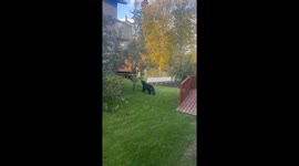 Alaskan resident captures fascinating video of black bear cub enjoying yard stroll and cherry feast