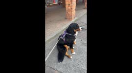 Sunshine shenanigans: Bogotá pup protests walk with dramatic backflip!