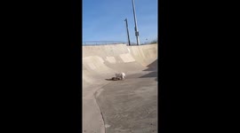 Thrilling Bulldog skating: Milo defies gravity at Doc Romeo Skatepark