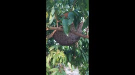Giant honeybees make incredible 'shimmering wave' to ward off predator