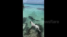 Fearless dog swims alongside nurse sharks in picturesque French Polynesia