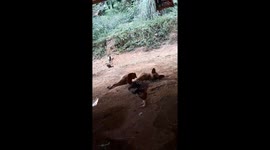 The chick spun around trying to touch the tail but failed
